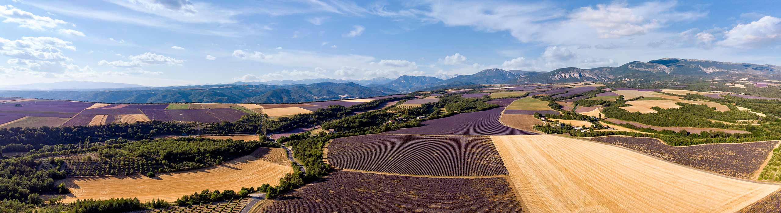 Panoramablick auf die Hochebene von Valensole und ihre vielen Lavendelfelder